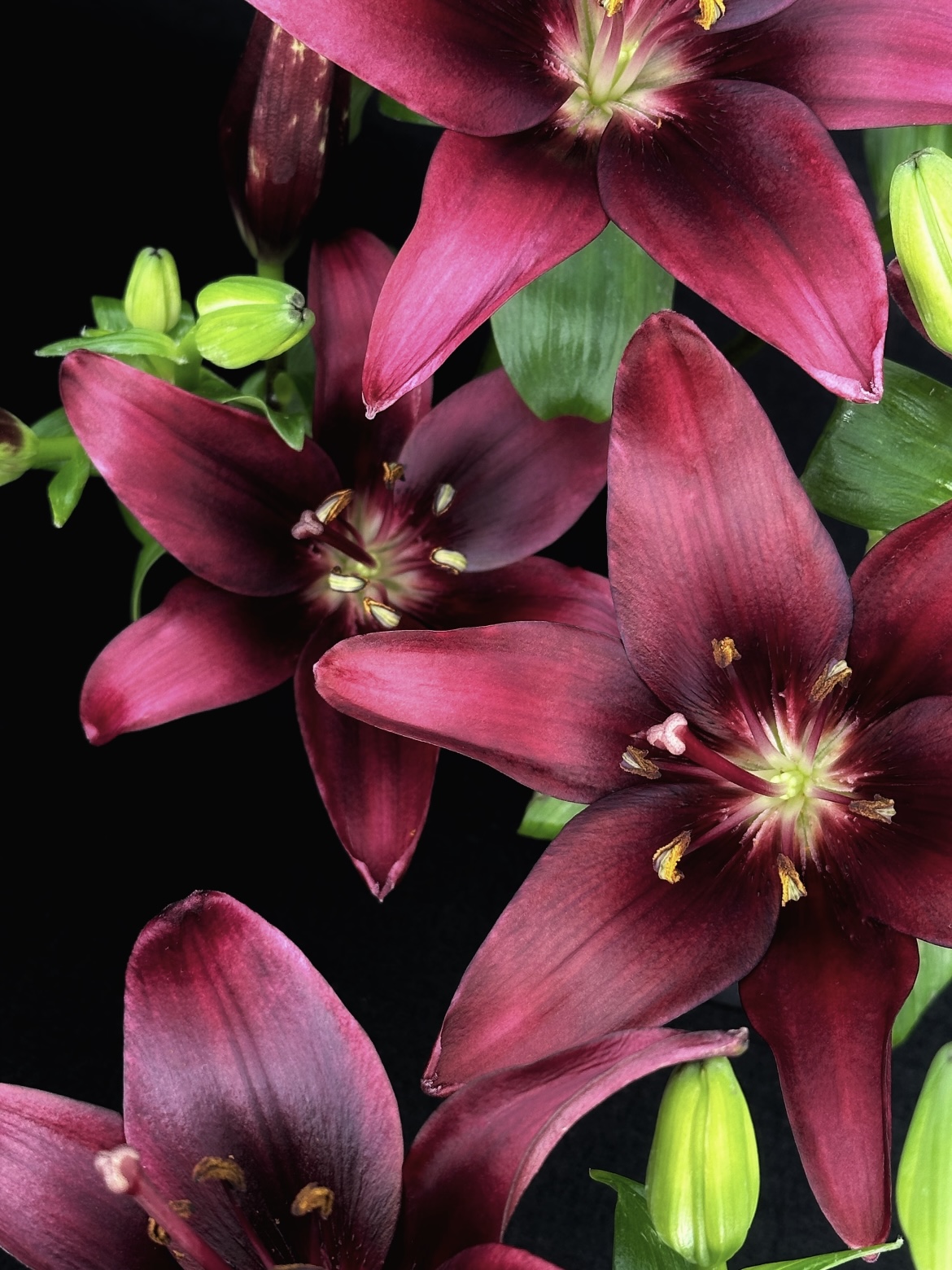 Dark Kingdom Single Lily
