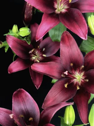 Dark Kingdom Single Lily