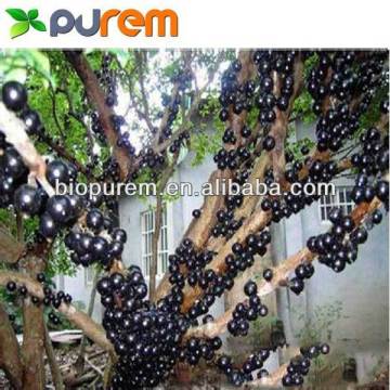 Jabuticaba Powder