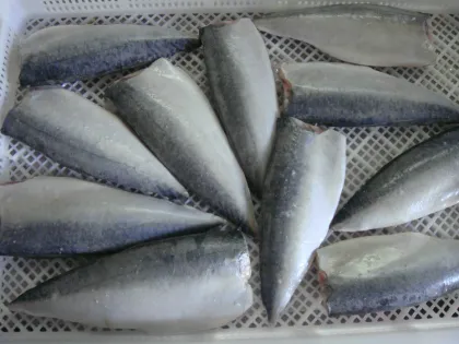 Pacific Mackerel Frozen Mackerel Fish Fillet Seafood