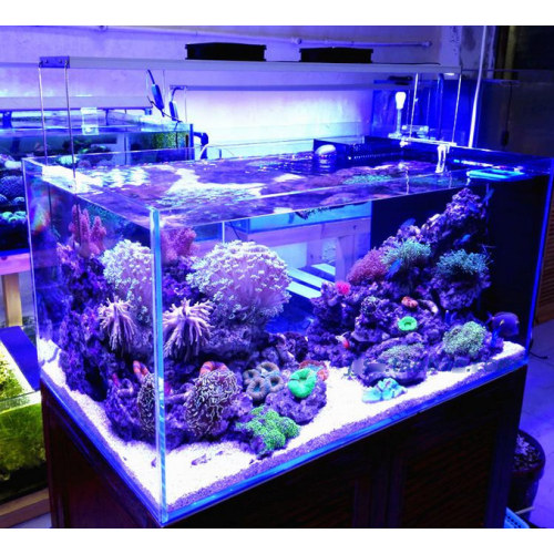 165Watt goedkope dimbare aquarium rif LED -verlichting evo