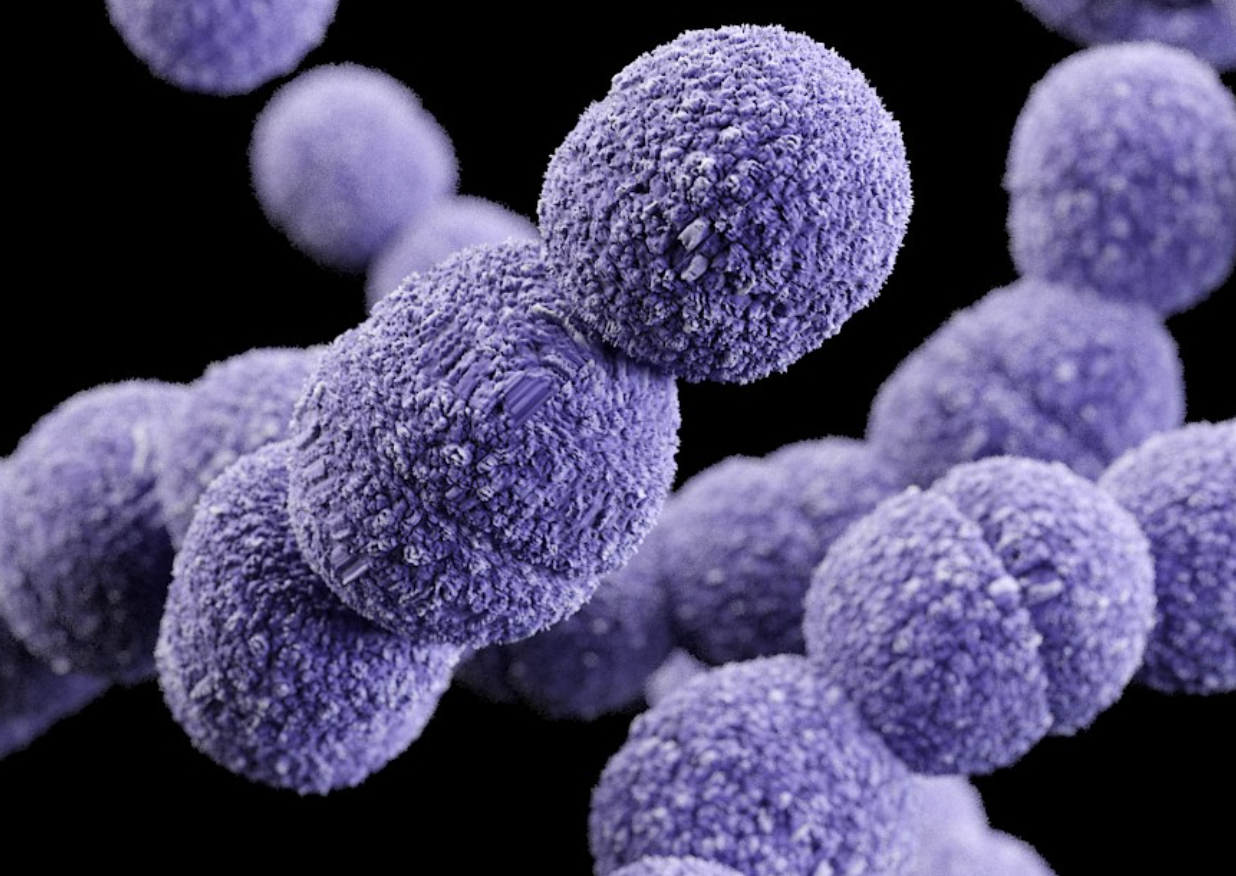 Bacillus Mucilaginosus for Agriculture