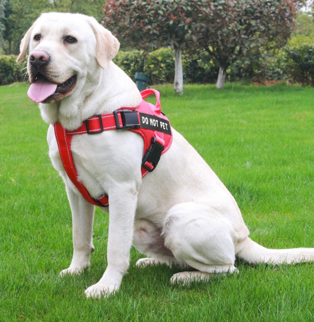 Dog Running Harness