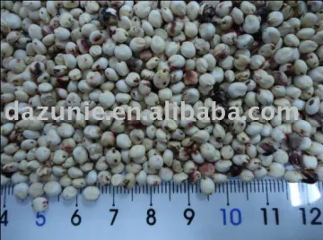 White Sorghum