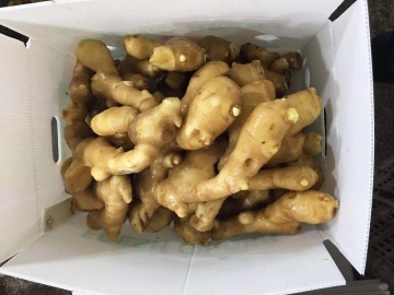 2018 crop fresh ginger