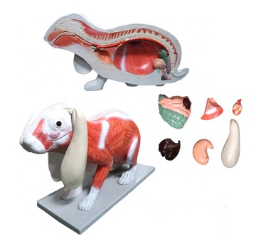 Kunststoff -Kaninchen -Anatomie -Modell Suchmaschine