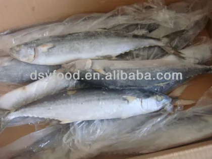 Whole King Fish Spanish Mackerel A Frozen Fish