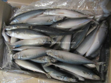 Frozen Whole Round Pacific Mackerel