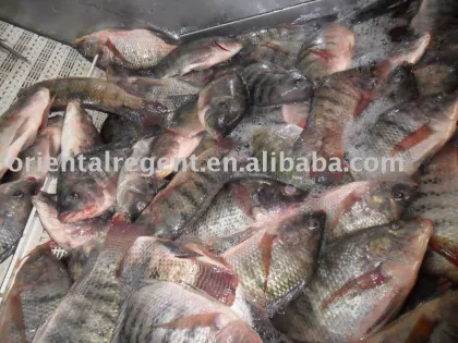 tilapia