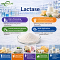 Effective Lactose Pills with Probiotics Support