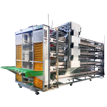 Large-Scale Automatic H-Type 4-Tier Battery Cage System for 12,000 Pullet Chickens
