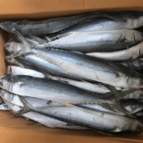 Peixes enlatados com salsicha em óleo natural