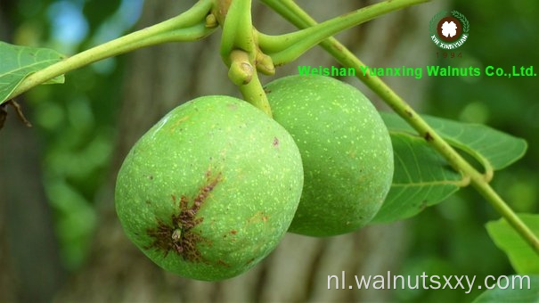 Top Grade Chinese walnootpitten