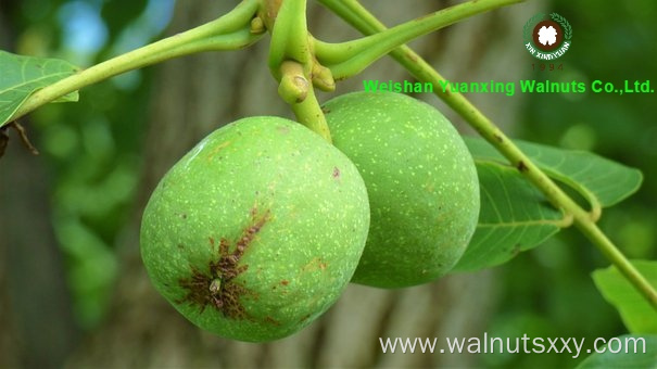 Top grade Chinese Walnut Kernels