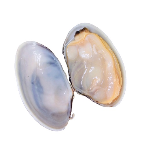 Gefrorene gekochte Baby Muscheln in der Schale