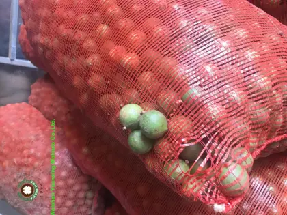 Big Size Macadamia Nuts In Shell Raw