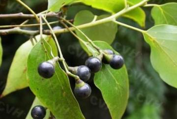 Heliotropin piperonal 99% semula jadi