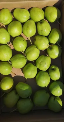 July Cropped Su Pear