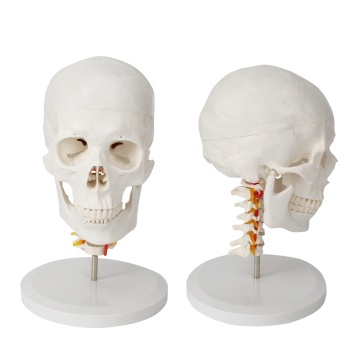 PVC Human Anatomy Model: 7-Vertebral Spinal Nerves Cervical Spinal Skeleton - Handcrafted for Medical Teaching