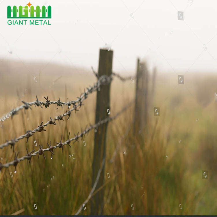 Free Samples Hot Dipped Galvanized Barbed Wire