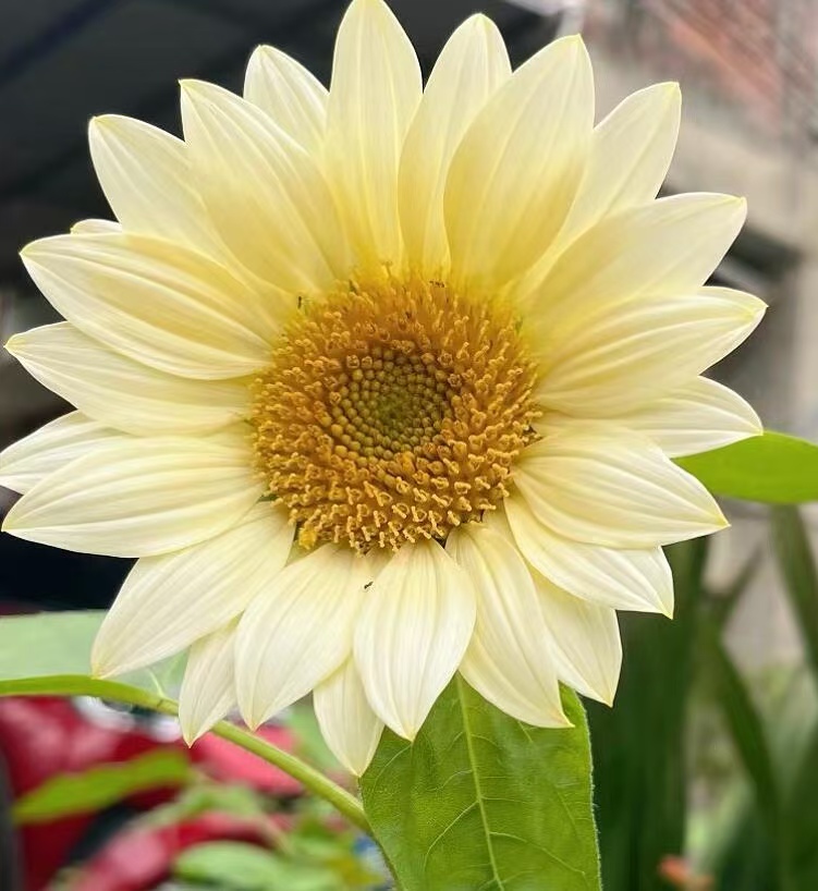 Cream Sunflower