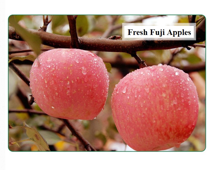 Fuji Apple On The Tree1