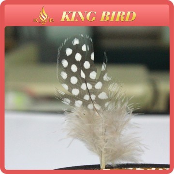 spot chicken feather with color