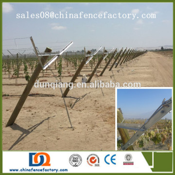 Special For Chile Market, Grape Open Gable Trellis System