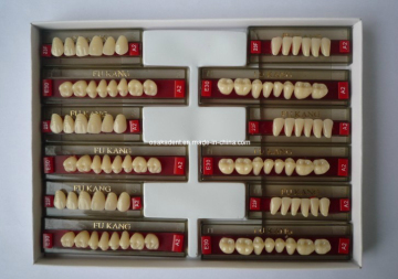 Three-Layer Acrylic Resin Teeth (A quality)