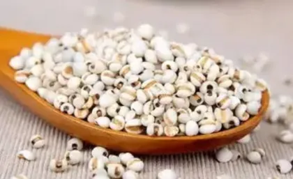 Coix Seed Extract Job' s Tears Powder Extracts