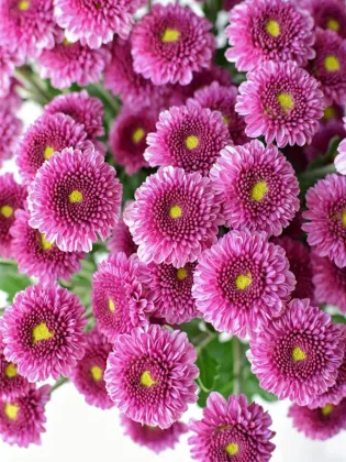Purple yan spray chrysanthemum