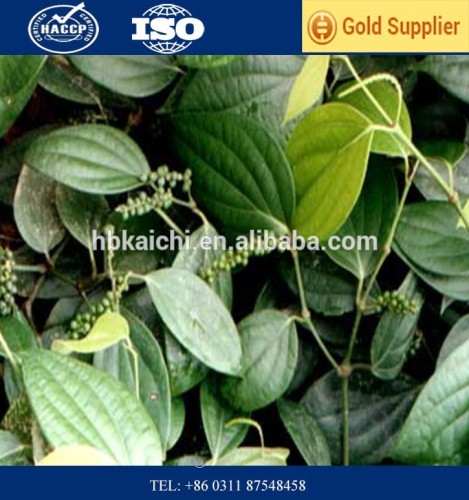 Best quality Black pepper 500g/l