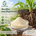 Bacillus mucilaginosus مسحوق بروبيوتيك للأسمدة الحيوية المطلقة للبوتاسيوم