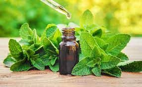 Benefits of Peppermint Essential Oil for Skin Care and Health I How to Use and Safety Precautions - Isabella's Clearly