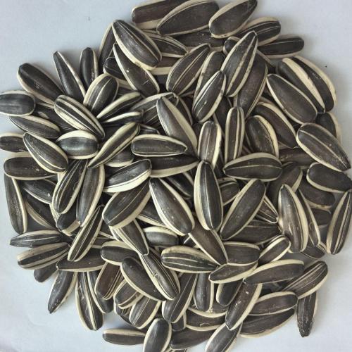 Wholesale Top Quality Sunflower Seeds