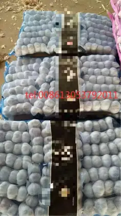 10KG CARTON GARLIC 20KG CARTON