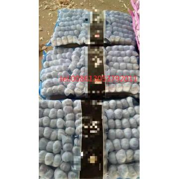 10KG KARTON KNOBLAUCH 20KG KARTON