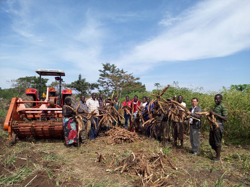 cassava harvester