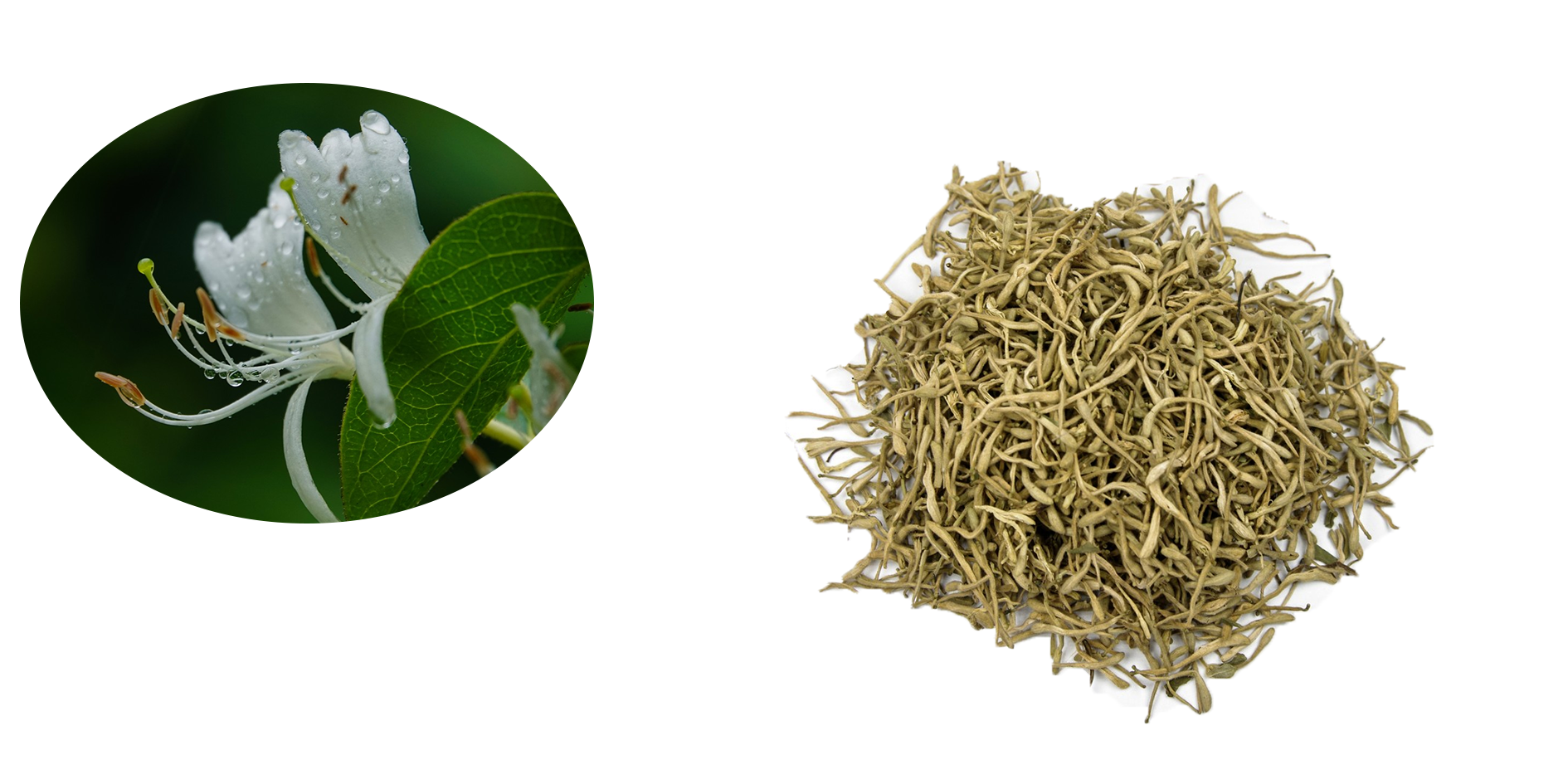 Chlorogenic acid