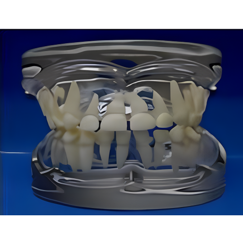 Modelo de desarrollo de dientes de leche transparente