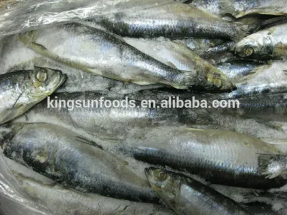 Frozen Pacific Herring W/R