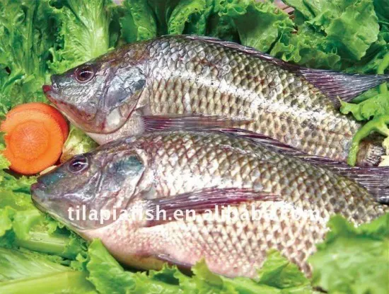 Frozen Tilapia