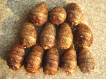 Fresh Taro (2014 New Crop)
