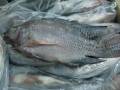 Organiczne tilapia ryby koszerne cała runda 800 1000g