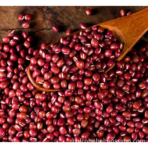 China Red Bean Plant Small Red Beans High Quality Red Bean Plant Small Red Beans On Bossgoo Com