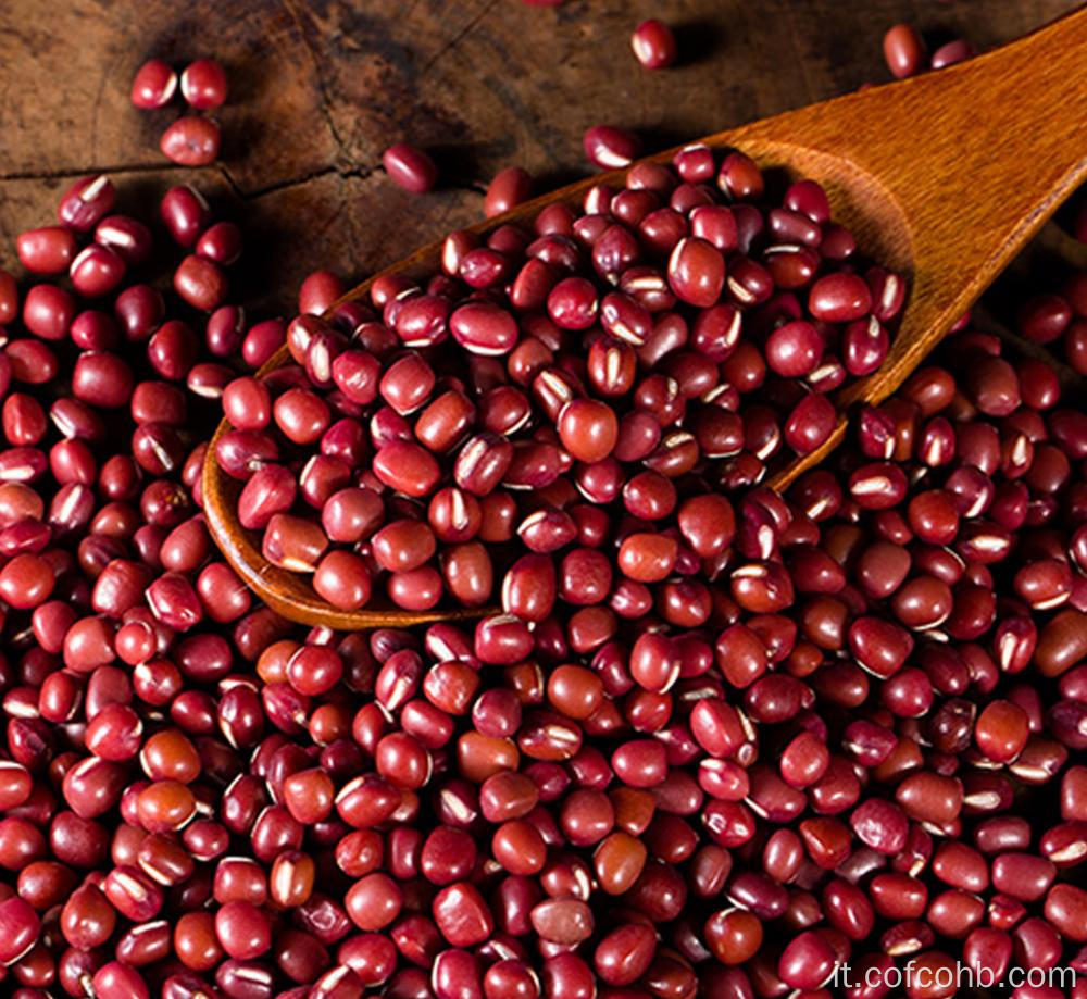 Red Bean Plant Piccoli fagioli rossi