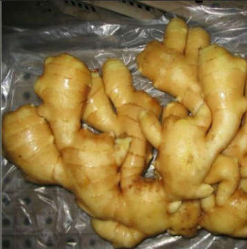 2014 China Fresh Ginger