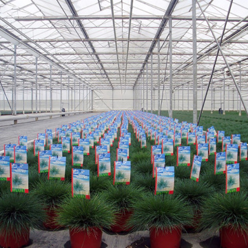 Venlo Multi-Span PC Board Agricultural Greenhouse