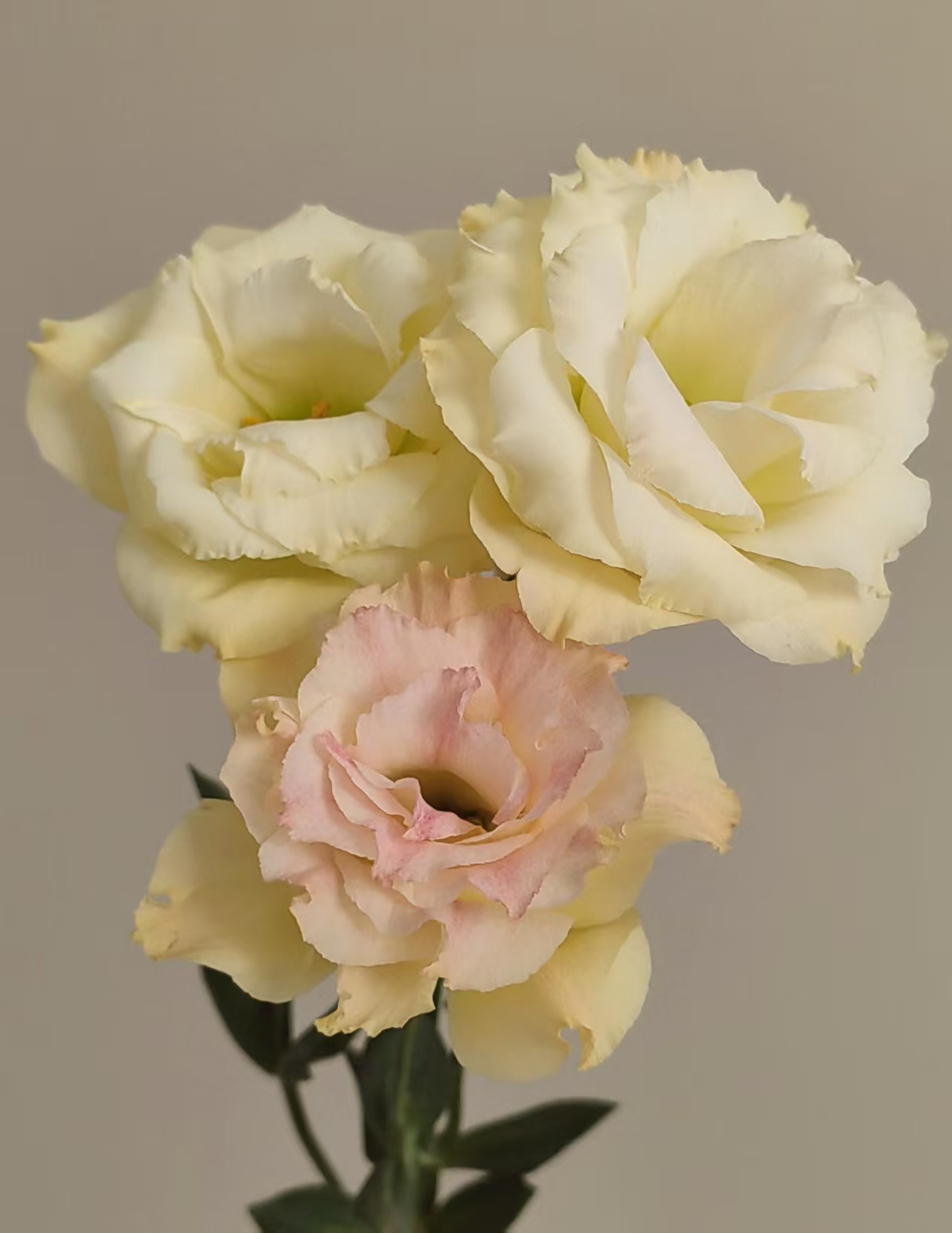 Champagne Lisianthus