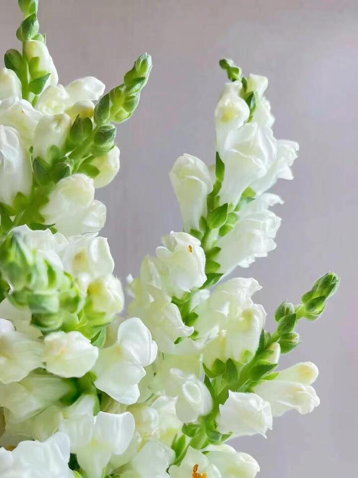 White Snapdragon